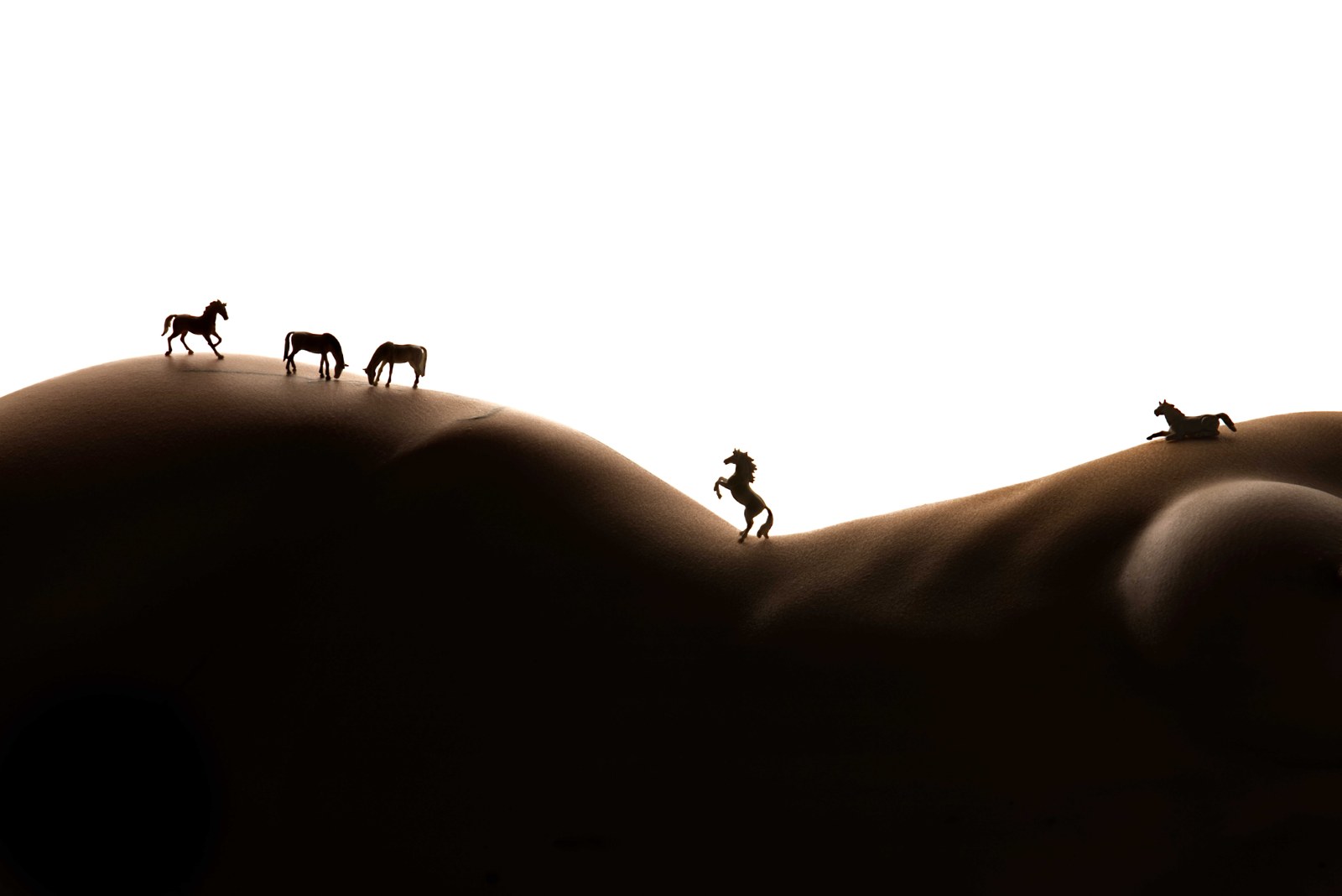 Wild life