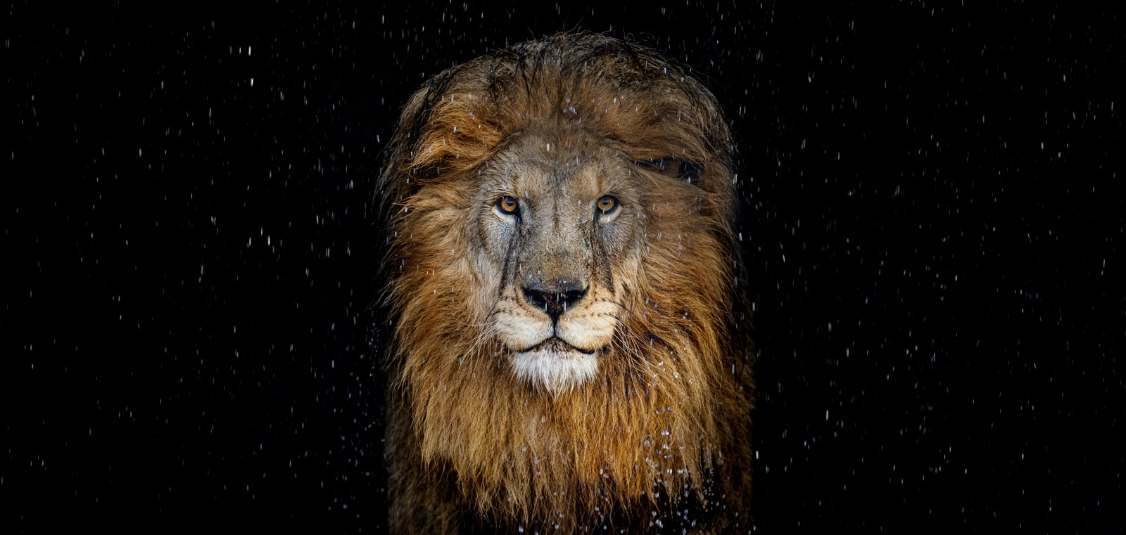 The lion - colours