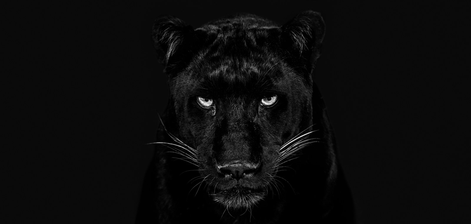 The black panther Club - B&W