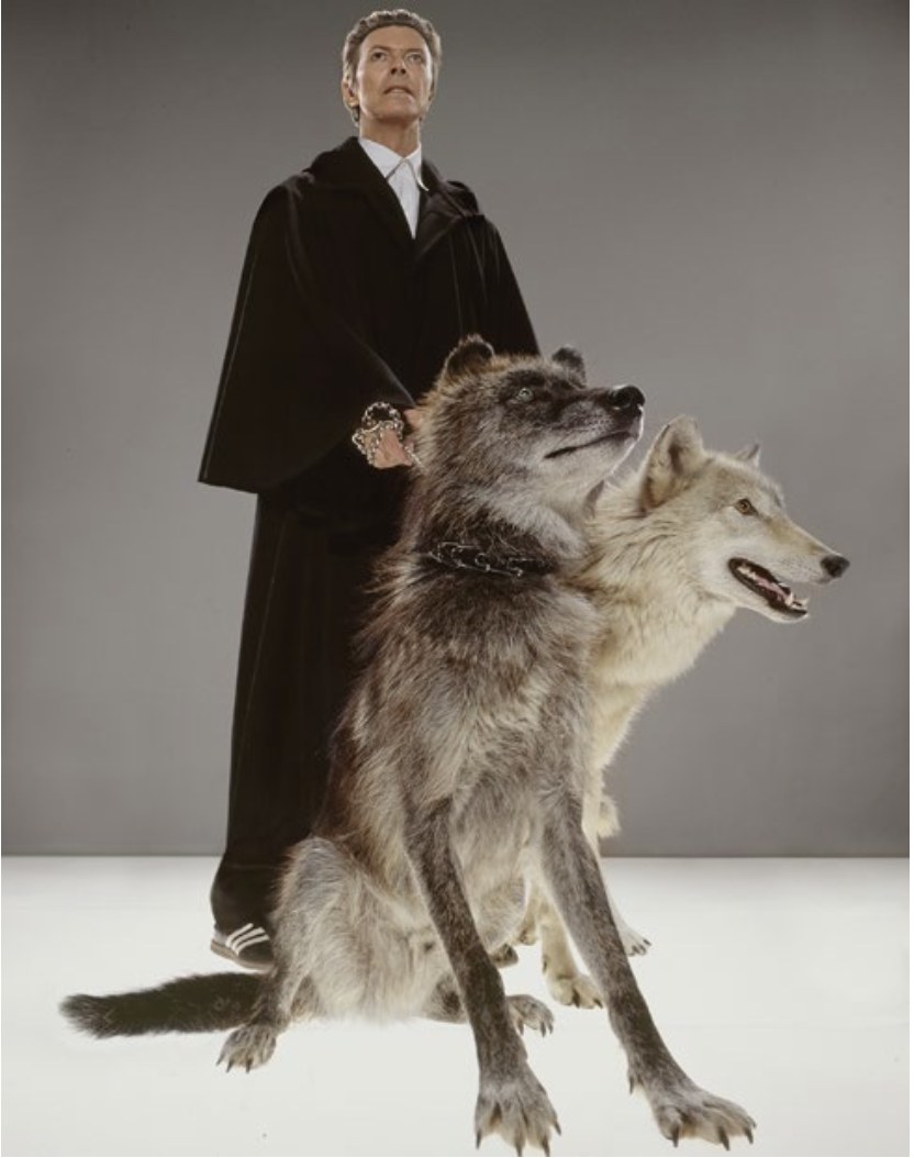 David Bowie : The Pack (medium)